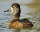 ring-necked duck BRD1909.jpg