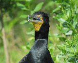 double-crested cormorant BRD2034.jpg