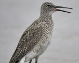 willet eastern BRD1439.jpg