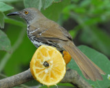 long-billed thrasher BRD2666.jpg