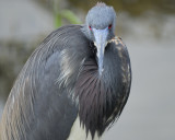 tricolored heron BRD2929.jpg