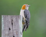 golden-fronted woodpecker BRD3345.jpg