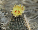 cactus BRD3461.jpg