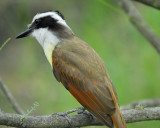 great kiskadee_BRD3436.jpg