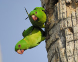 green parakeet BRD3305.jpg
