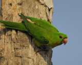 green parakeet BRD3283.jpg