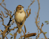 lark sparrow BRD4069.jpg