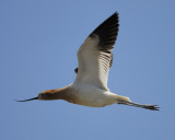 american avocet BRD5496.jpg
