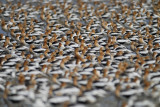 american avocet BRD5551.jpg