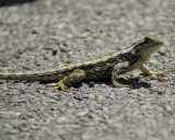 texas spiny lizard BRD4784.jpg