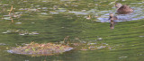 Least Grebe 7731EWC.jpg