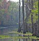Louisiana Swamp 9640EWC.jpg