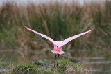 Roseate Spoonbill 9704EWC.jpg