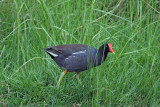 Common Moorhen 5058EWC.jpg