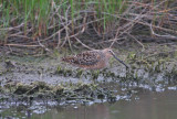 Long-billed Dowitcher 5092EWC.jpg