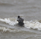 Lesser Scaup Field Shot 5217EWC.jpg