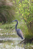 Tricolored Heron 5547EWC.jpg