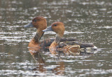 Fulvous Whistling  Duck 5453EWC.jpg