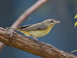 IMG_2867  Warbling Vireo.jpg