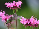IMG_9291 Hummingbird.jpg