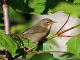 IMG_9957 Common Yellowthroat.jpg