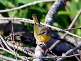 IMG_0100 Common Yellowthroat.jpg