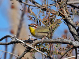 IMG_6985 Rufous-capped Warbler.jpg