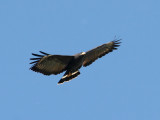 IMG_1312a Common Black Hawk.jpg