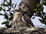 IMG_2412 Nuttall's Woodpecker - male.jpg