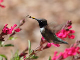 IMG_1869 Black-chinned Hummingbird.jpg