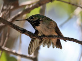 IMG_3515 Calliope Hummingbird.jpg