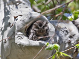 IMG_9801 Whiskered Screech Owl.jpg