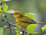 IMG_6972a Yellow Warbler.jpg