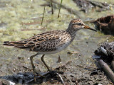 IMG_5142 Pectoral Sandpiper.jpg