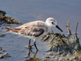 IMG_5291 Sanderling.jpg