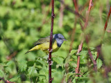 IMG_8181 Mourning Warbler.jpg