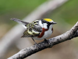 IMG_8499 Chestnut-sided Warbler.jpg