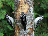 IMG_9469 Hairy Woodpeckers.jpg