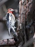 IMG_3707a Red-breasted Sapsucker.jpg