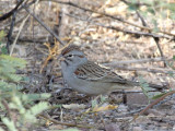 IMG_5411a Rufous-winged Sparrow.jpg