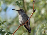 IMG_5221a Annas Hummingbird.jpg