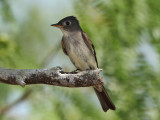 IMG_6572 Eastern Wood Pewee.jpg