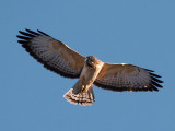 IMG_9452a Short-tailed Hawk.jpg