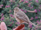 IMG_1483a Sage Thrasher.jpg