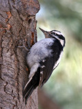 IMG_8385a Hairy Woodpecker.jpg