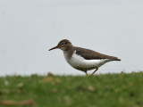 IMG_9303 Spotted Sandpiper.jpg