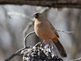 IMG_0841 Aberts Towhee.jpg