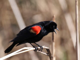 IMG_1636 Red-winged Blackbird.jpg