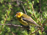 IMG_7986a Cape May Warbler.jpg