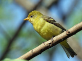 IMG_6354 Western Tanager female.jpg